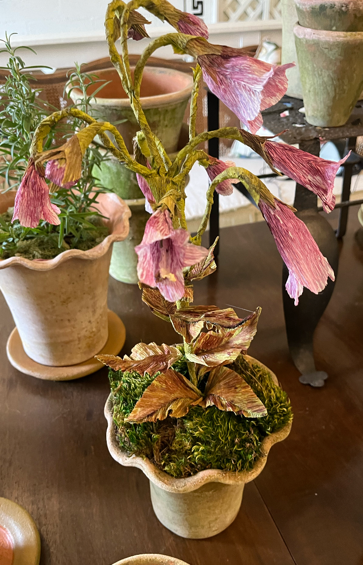 Paper Flower Beardtongue