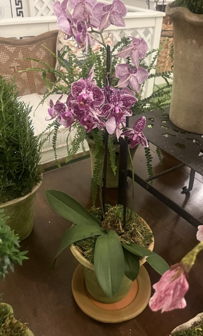 Purple Orchid in SM orchid Planter
