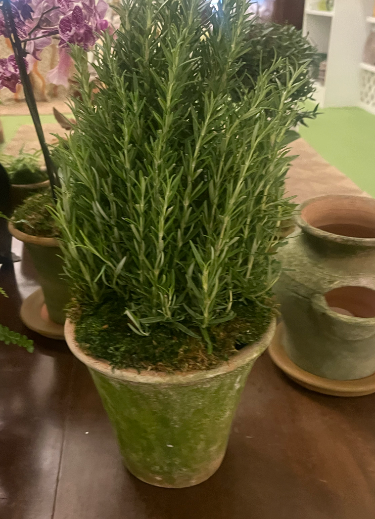 Rosemary in 6" Nursery Planter