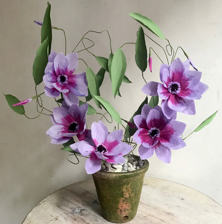 Clematis Plant