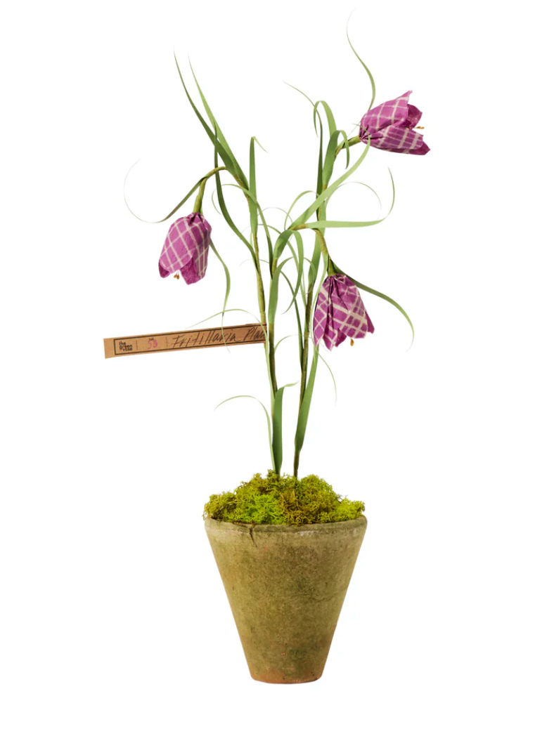 Mini Fritillaria Plant