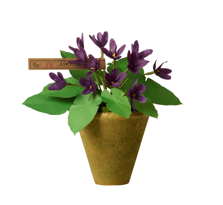 Mini Violet Plant