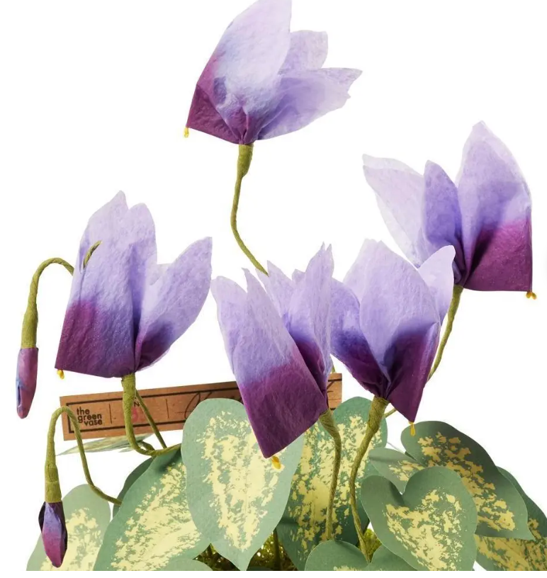 Mini Cyclamen Plant