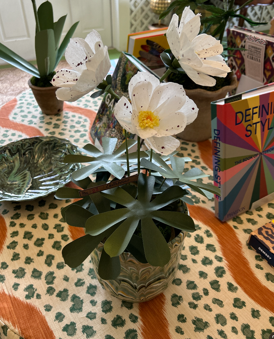 Helleborus Plant (Lenten Rose)