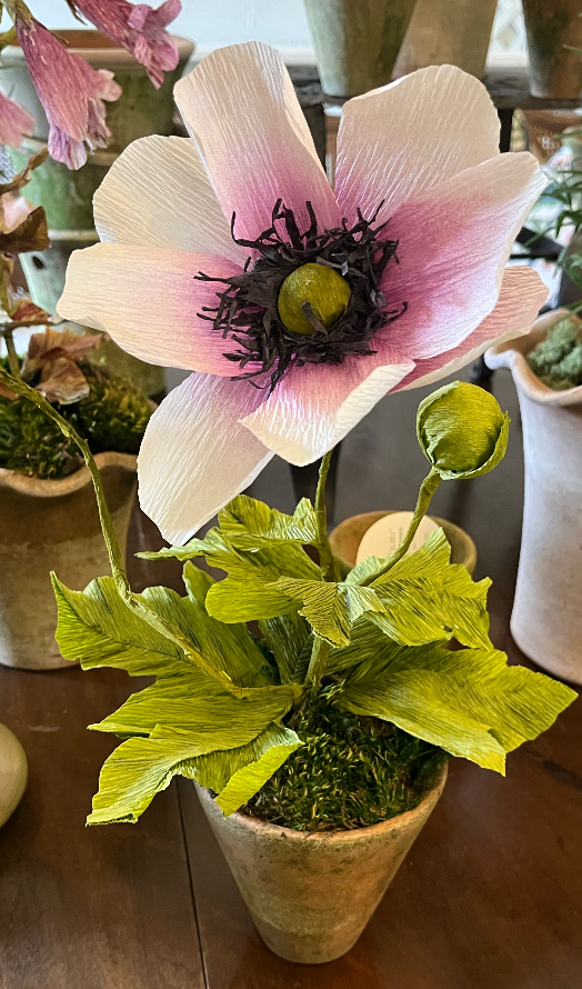 Paper Flower Anemone