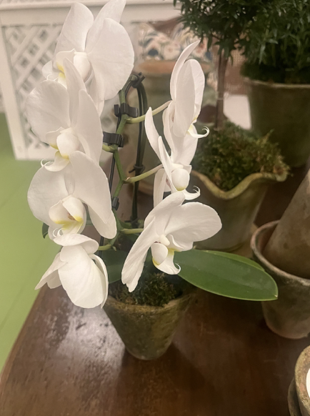 White Orchid in Victorian 4.5