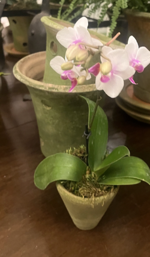 Mini White/Pink Orchid in 3.5 Victorian Pot