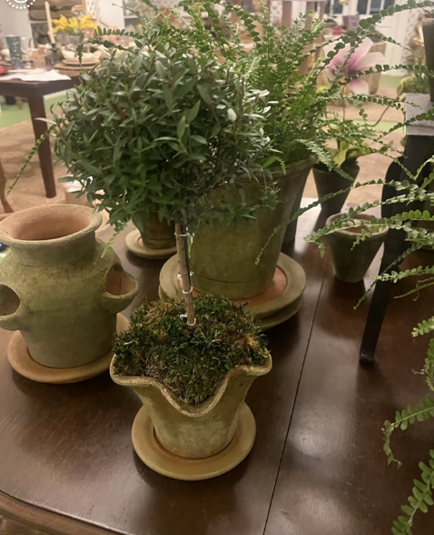 Topiary in Star Planter