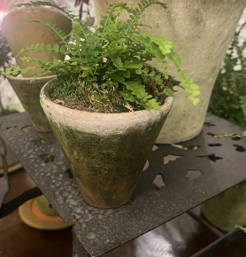 Small Fern in 4.5 Victorian Pot