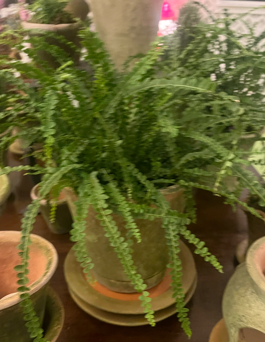 Fern in 8" Nursery Planter
