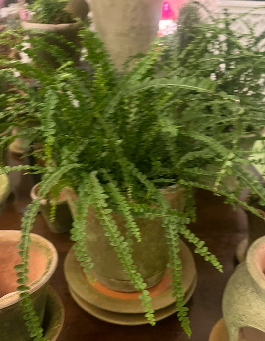 Fern in 8" Nursery Planter