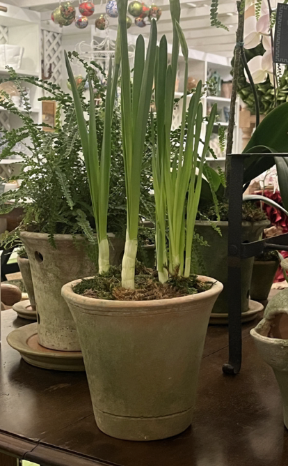 Paper whites in 8" Planter