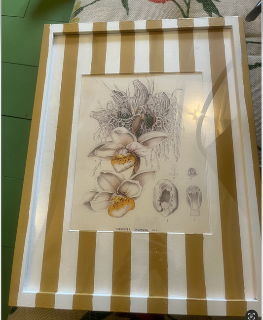 Striped Lily Paintings