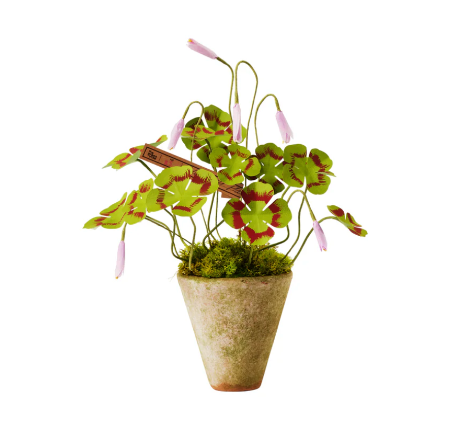 Mini Clover Plant