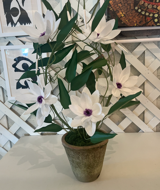 Clematis Plant