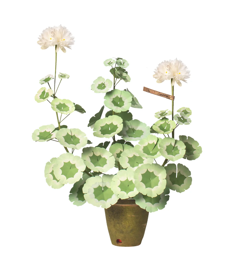 Geranium Plant