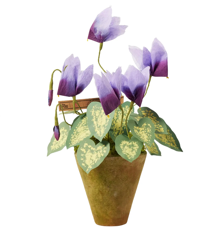 Mini Cyclamen Plant