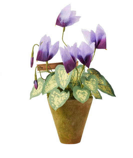 Mini Cyclamen Plant
