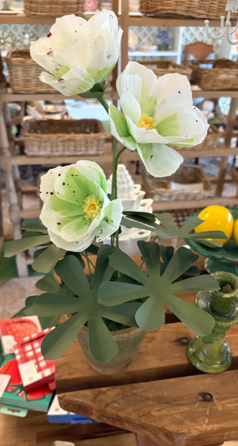 Helleborus Plant (Lenten Rose)